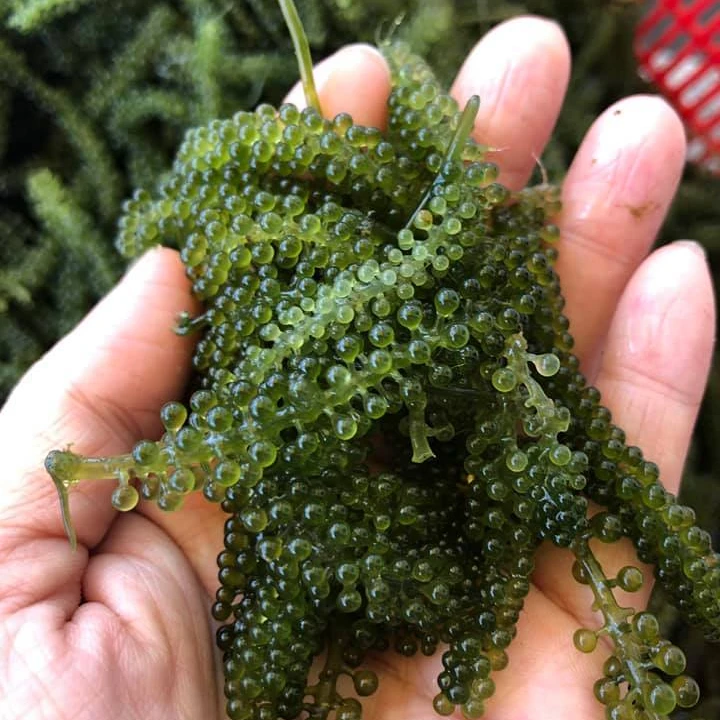 Hot Sale Premium Sea Grapes Caulerpa Lentillifera Grape Seaweed