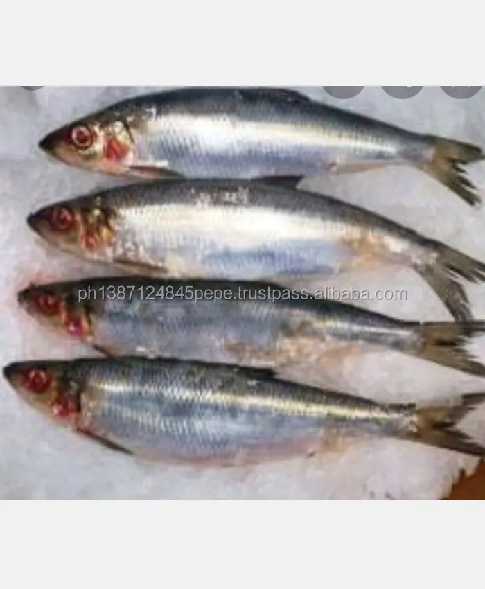 Wholesale Fresh Sardines Canned In Oil 125g Salty Sardine Canned Fish