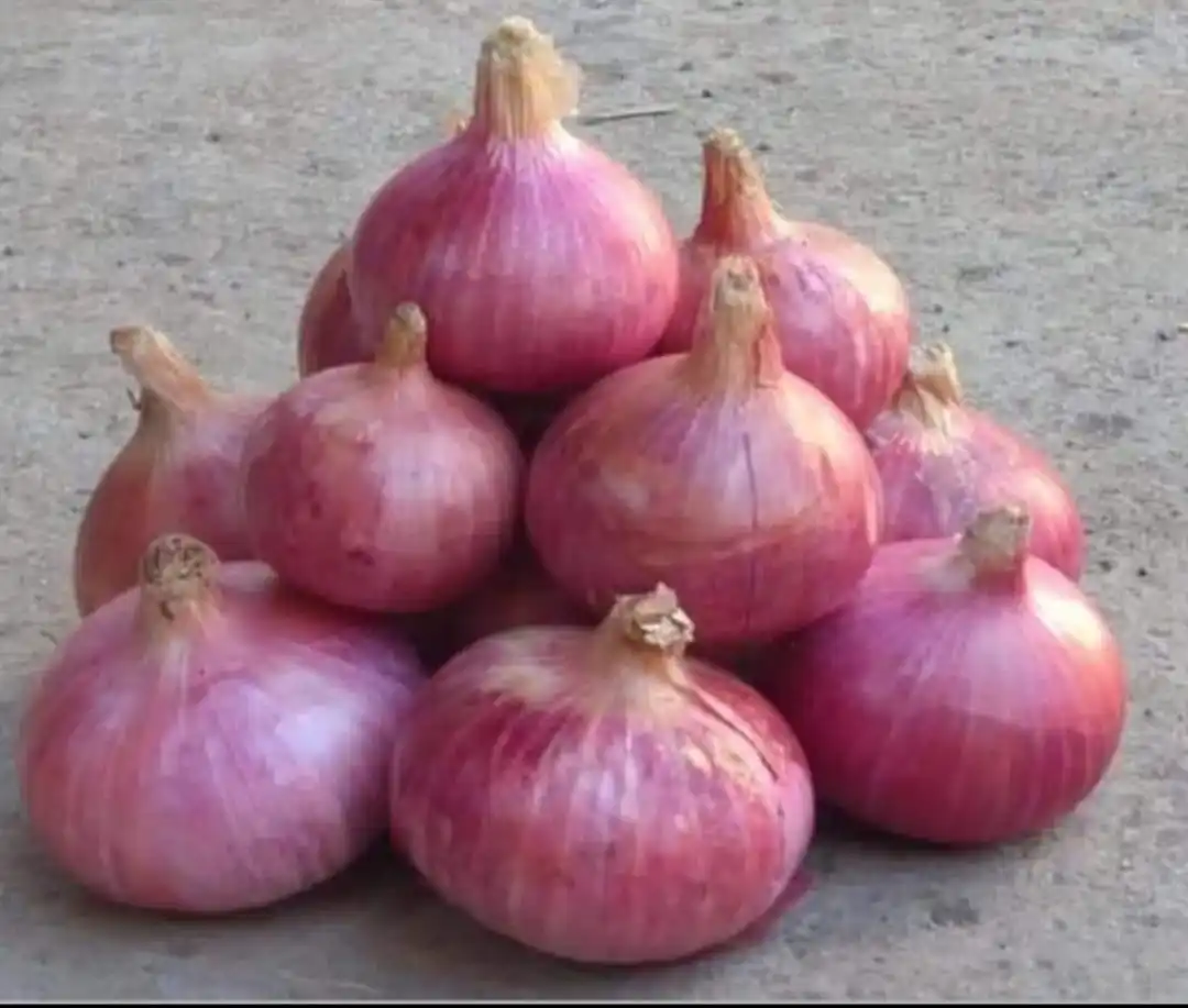 Fresh Red Onion,Export Quality,Product Of India,Low Cost,Mesh Bag Buy