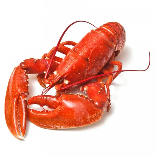 frozen maine lobster/frozen fresh live green lobster