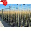 Good Expressive Force Simple Design Super Load Root Pot
