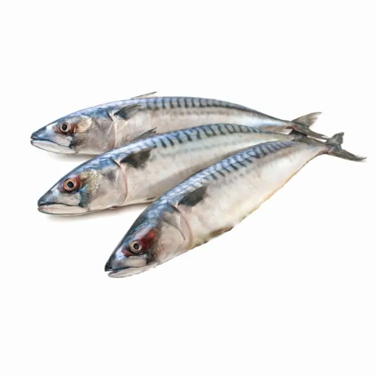 fresh and frozen horse mackerel fish - buy seafoods and frozen