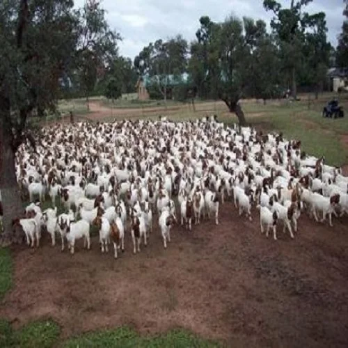Boer Goats for sale.jpg