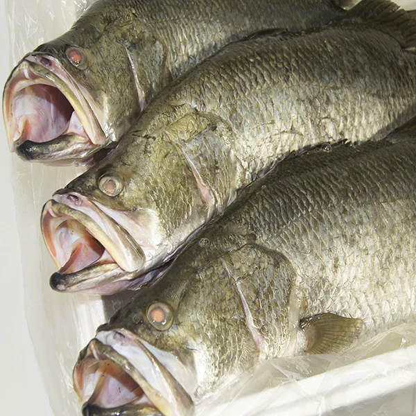 frozen whole barramundi fish/ barramundi fillets at wholesale
