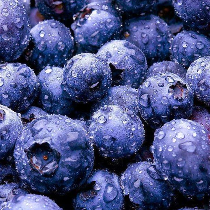frozen blueberry / fresh blueberry premium quality