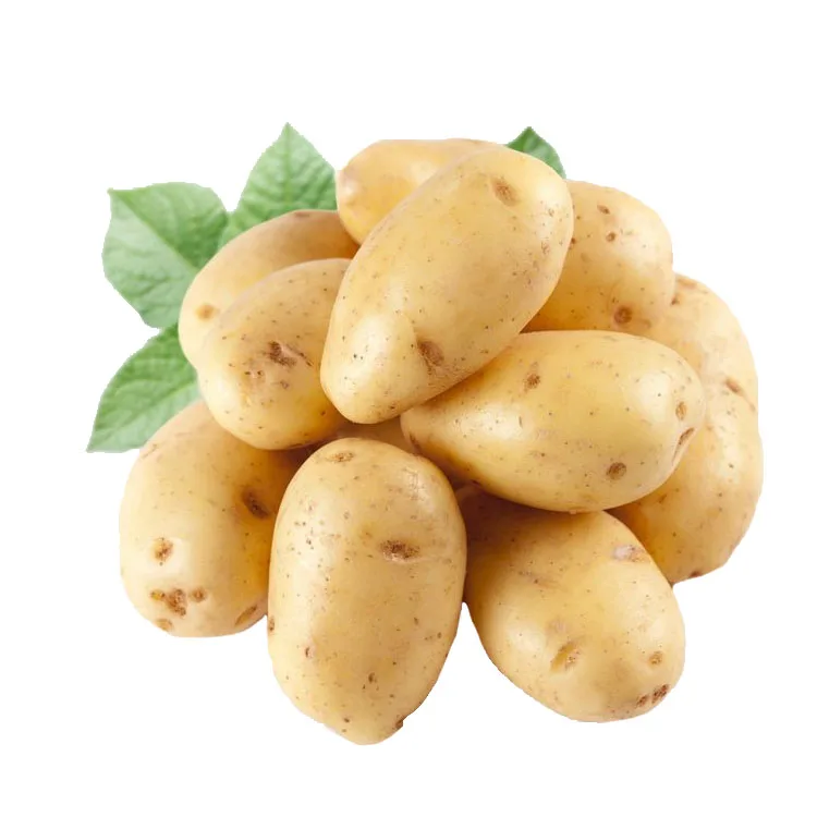 
Fresh Potato high quality Potatoes new season 