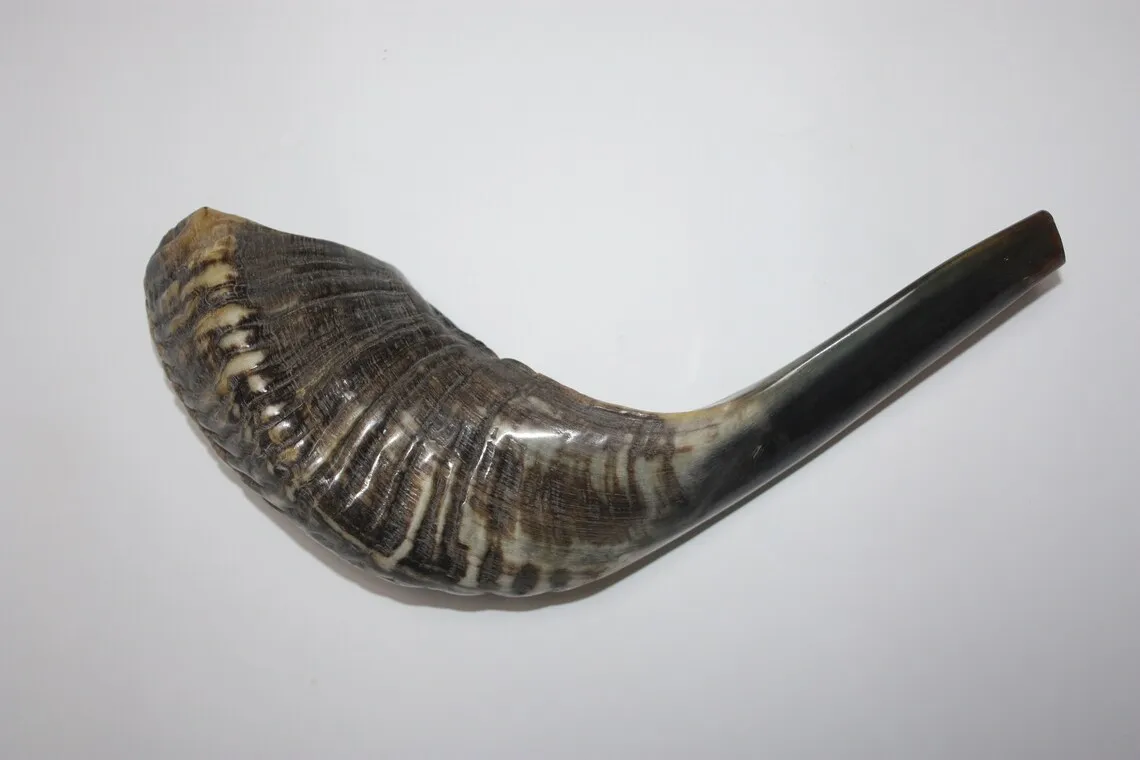 Natural Ram Horn Shofar For Blowing And Religious Purpose Kosher Shofar