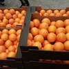 Fresh tangerines ---- mandarin oranges ---- Citrus Fruit