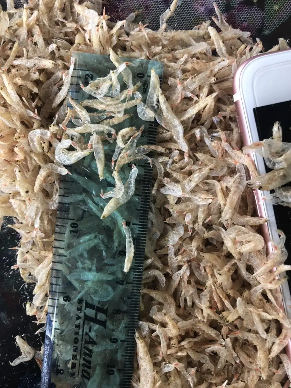 Dried Baby Shrimp / Acetes Japonicus Very High Calcium Wholesale Price