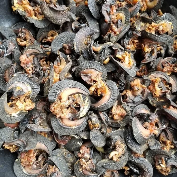 Fresh African Giant Snails/frozen,Dried & Alive Snails For Sale,Giant