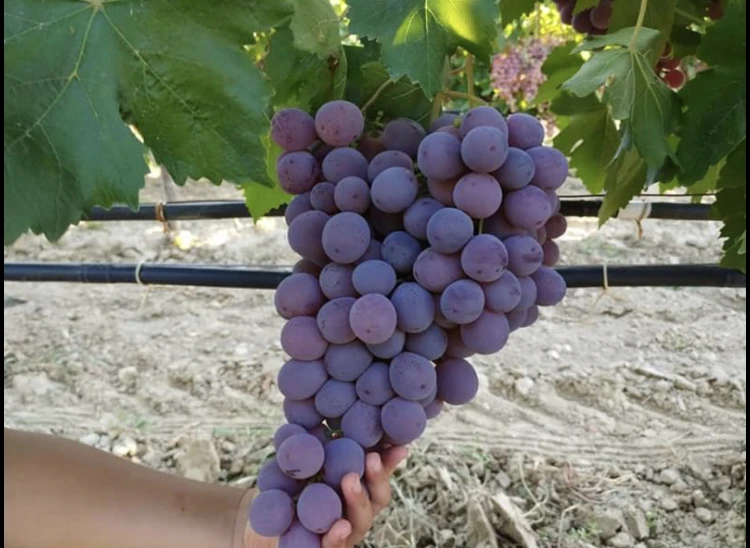 Fresh Green Grapes Buy Green Grapes Fresh Grapes Fresh Grapes From