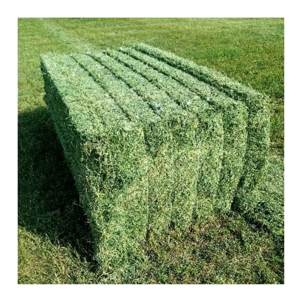 French Alfafa Hay Animal Feeding Stuff Alfalfa,Hay/alfalfa Hay Pellets