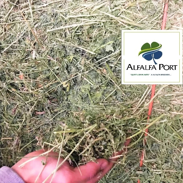 
Sun dried Alfalfa Hay from Turkey 