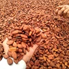 Africa Dried Cocoa Beans Cheap Price High Quality Organic READY FOR EXPORT
