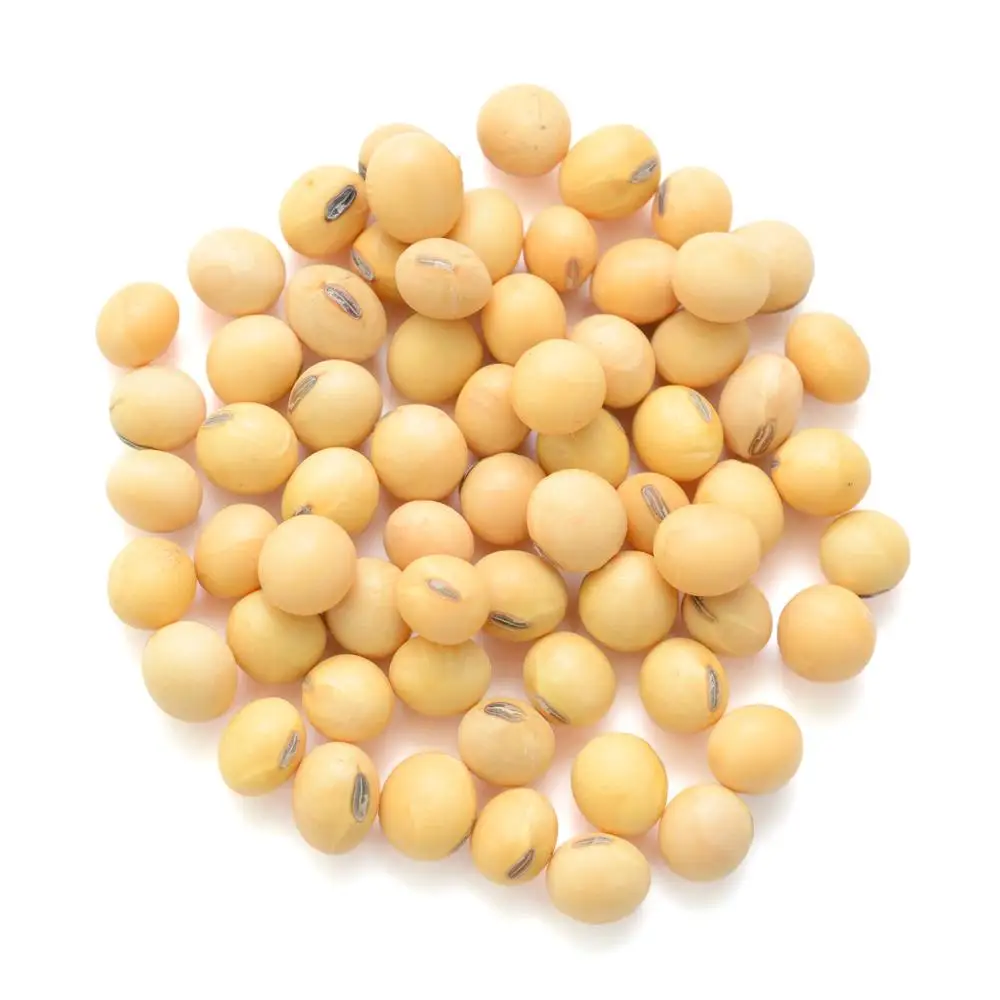 soybeans  non gmo yellow soybean  soya bean
