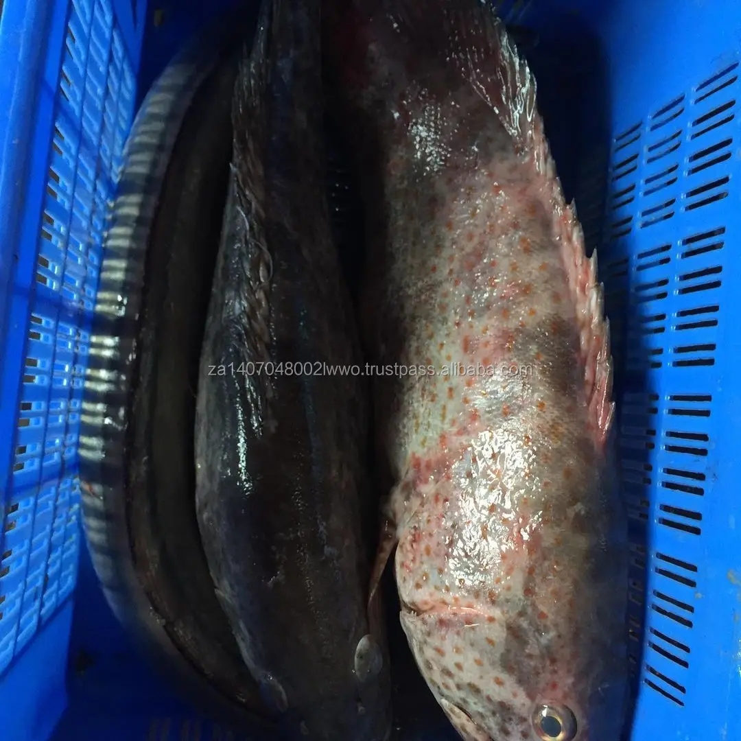 Grouper Fish/fresh Brown Grouper/chilled Seafood! Buy Suppliers Of