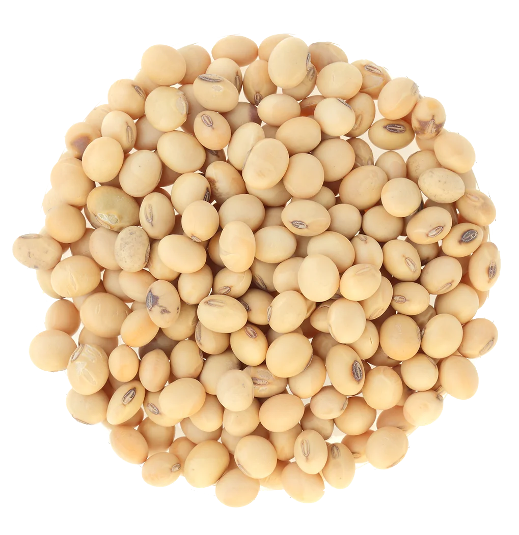 GMO and Non GMO Soyabean/Soybean for Sale
