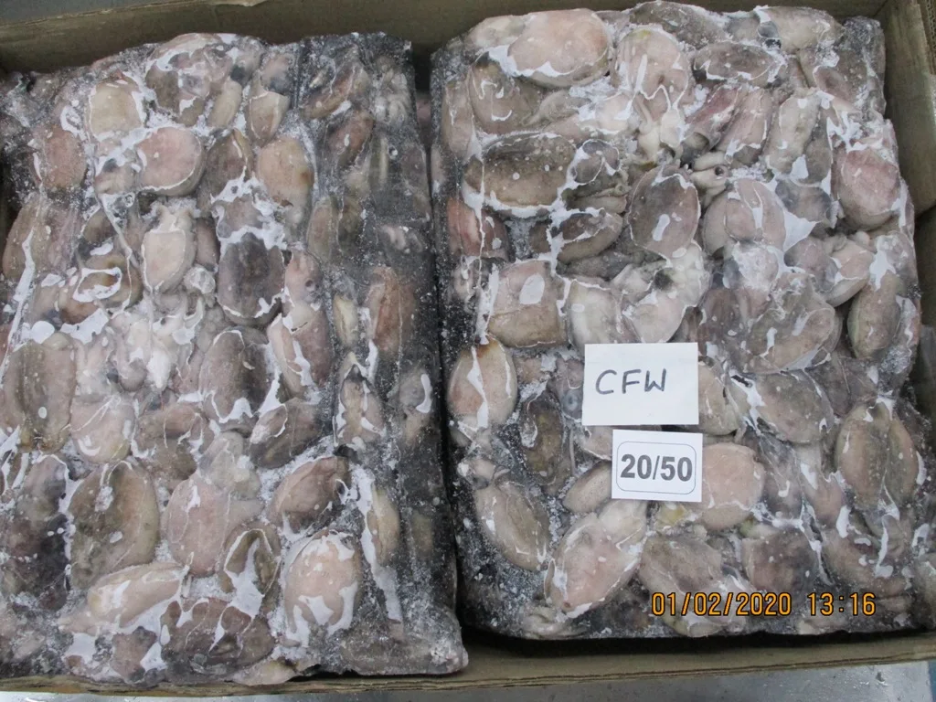 BABY CUTTLEFISH 4.JPG