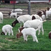 Health cirtificate cirtification and alive style boer goats