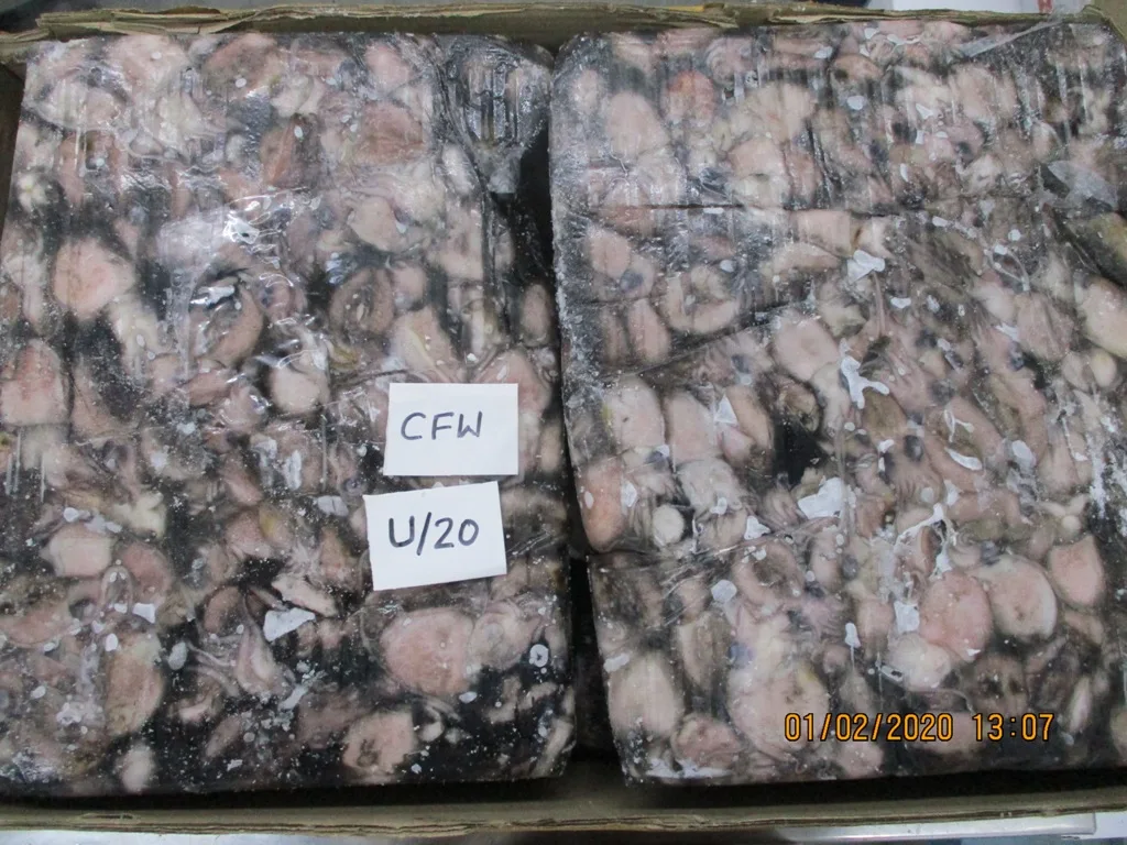 BABY CUTTLEFISH 3.JPG