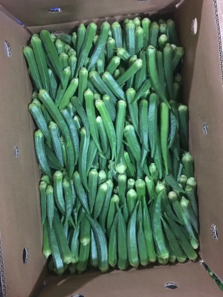 pakistani fresh vibrant green okra (lady finger) is exported to