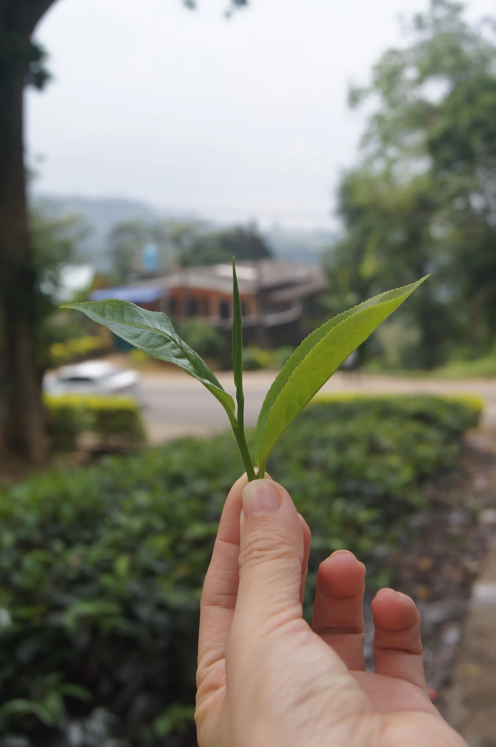 pure ceylon black tea bop 1 - preium tarlton quality - for best