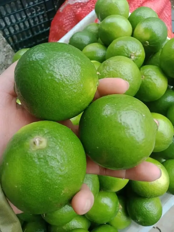 Fresh Seedless Lime /fresh Green Lemon/ High Quality For Exporting ...