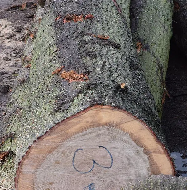 Fresh Grade 1,2,3 Round Oak Logs (fresh Cut) Buy European Oak Logs