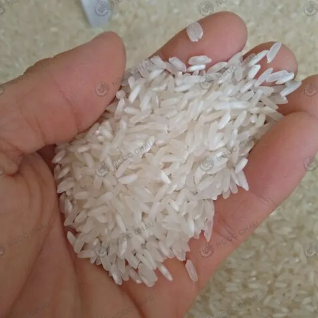 japonica rice 5% broken from vietnam supplier wholesale with