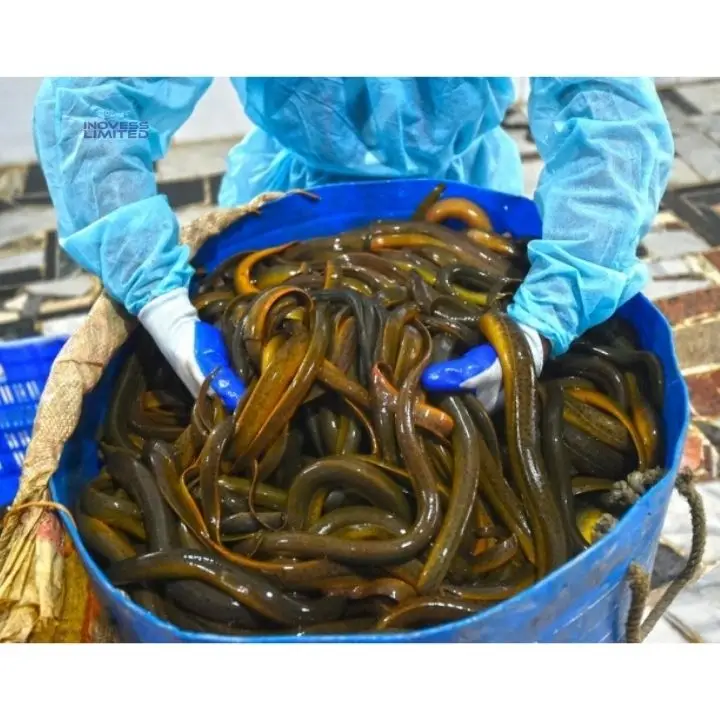 eel food for sale