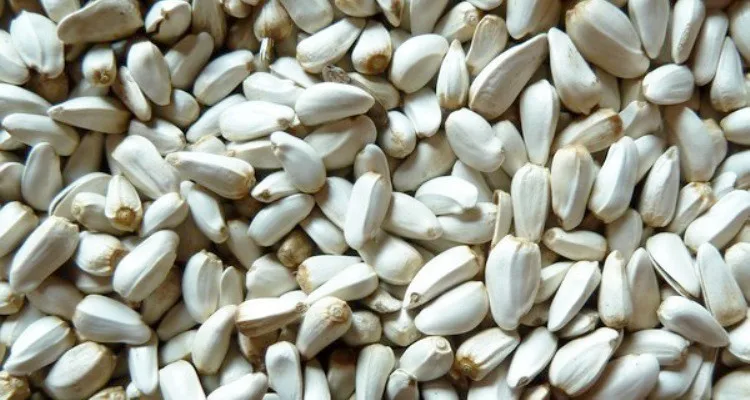 good price for safflower seeds / kazakhstan safflower seeds