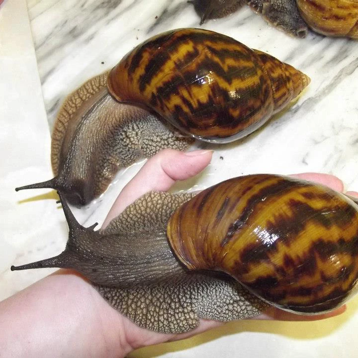 Giant African Land Snails For Sale High Quality Edible Snails Frozen Dried Fresh Snails For Sale Buy Edible Snails Frozen Live Snails For Sale To Buy Land Snails Product On Alibaba Com