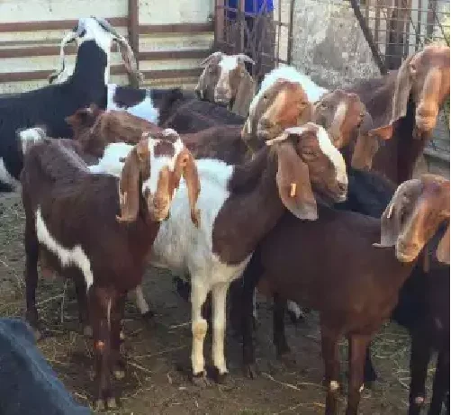 
Zaraibi goats,cow,camel,sheep,goat,ox,bull 