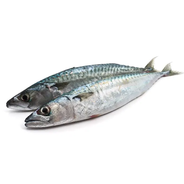frozen sardine - buy frozen sardine fish,frozen fresh sardines