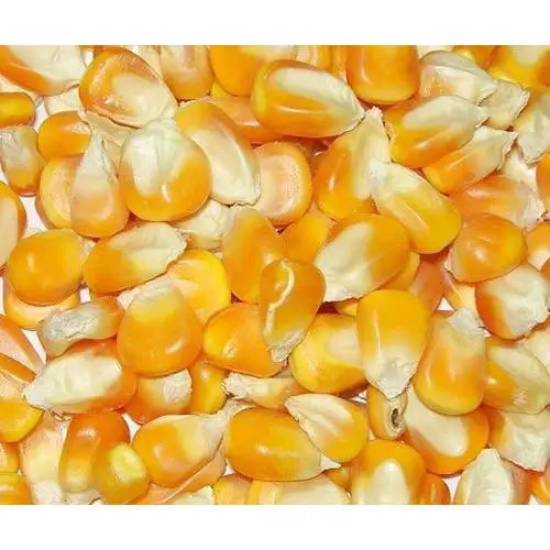 
Best Quality Natural Yellow Corn /Maize For Animal Feed Indian 