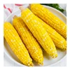 Sweet Corn / Yellow Corn / Yellow Corn Maize For Sale From Thailand