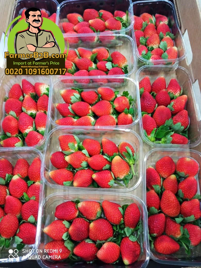 Egyptian Fresh Strawberry 2021/2022 Top Quality + Unbeatable Price