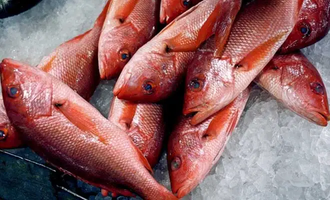 top quality red snapper /frozen red snapper /fresh and frozen