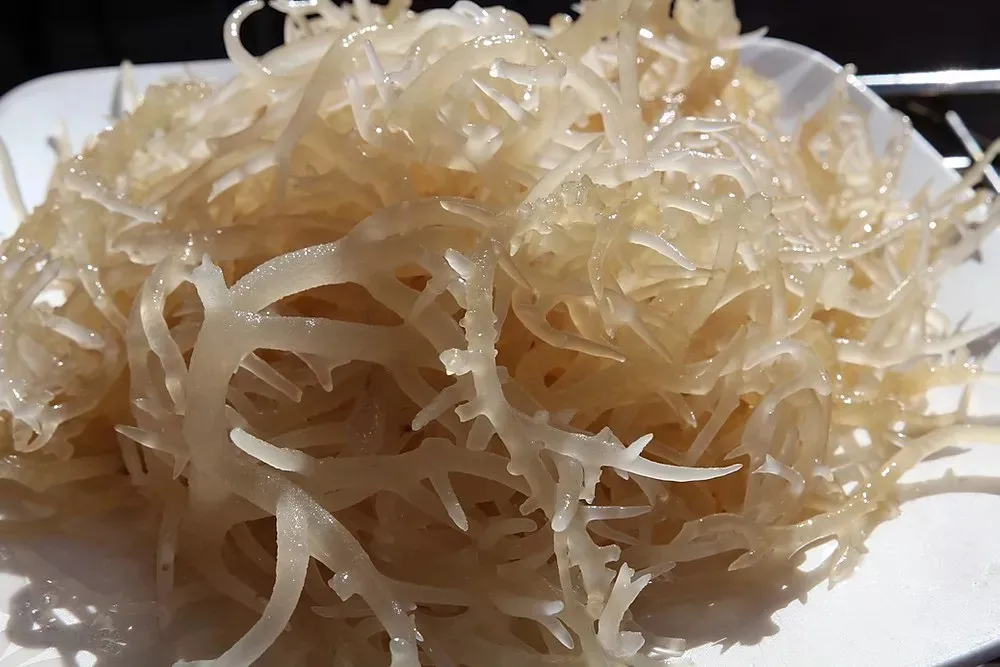 Dried Sea Moss/ Irish Sea Moss Premium 100 Natural / Amber Buy Sea
