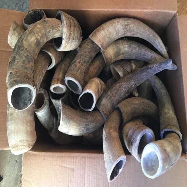Raw Ox Horn And Cow Horn For Sell Buy Raw Cow Horn,Drinking Horns For
