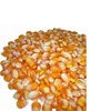 Mexico Yellow Corn For Sale