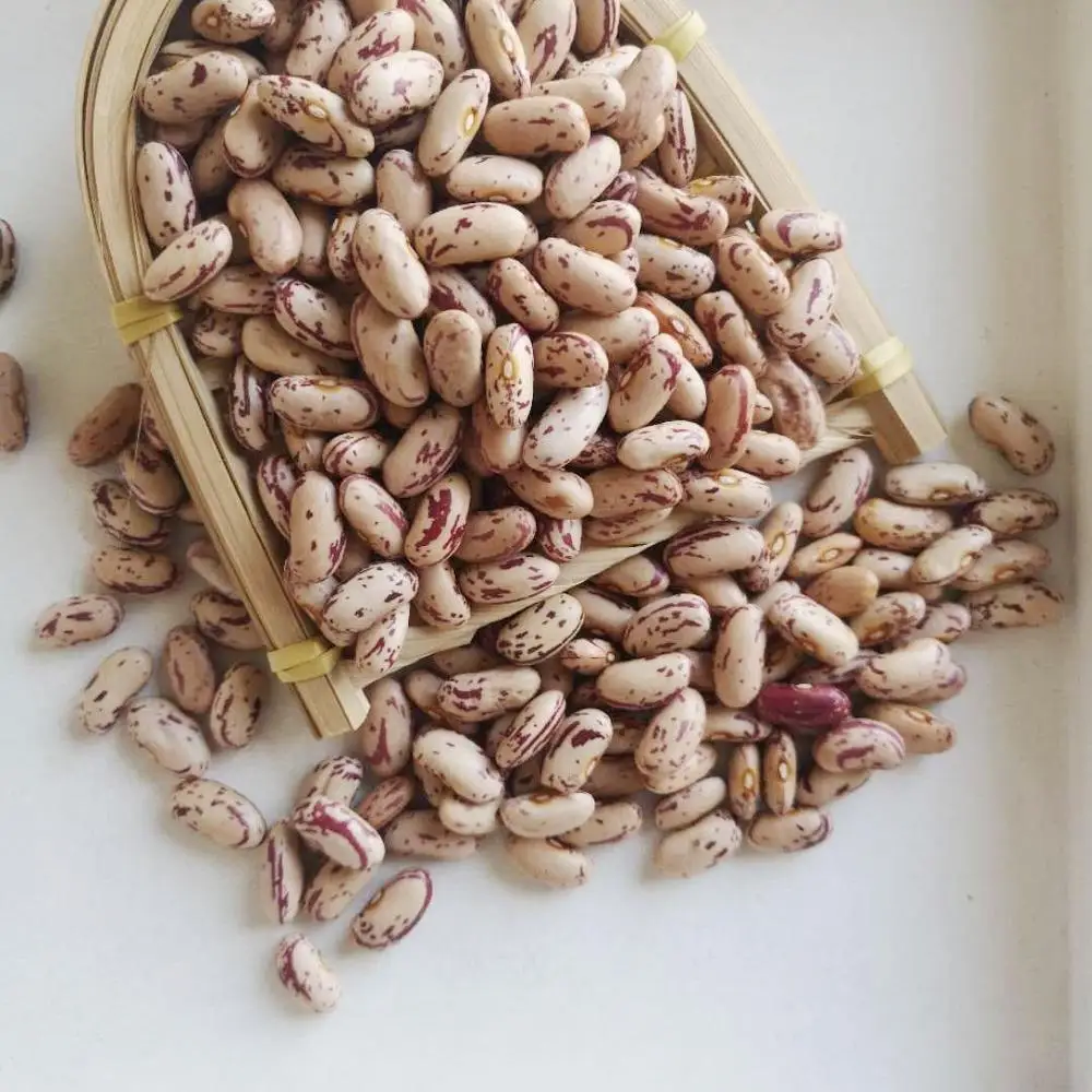 light speckled kidney beans / sugar beans / pinto beans