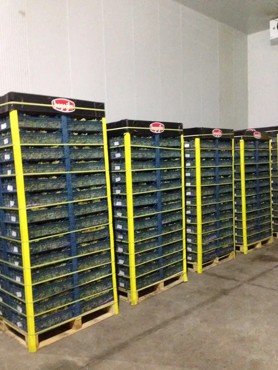 Fresh Green Grapes Buy Green Grapes Fresh Grapes Fresh Grapes From