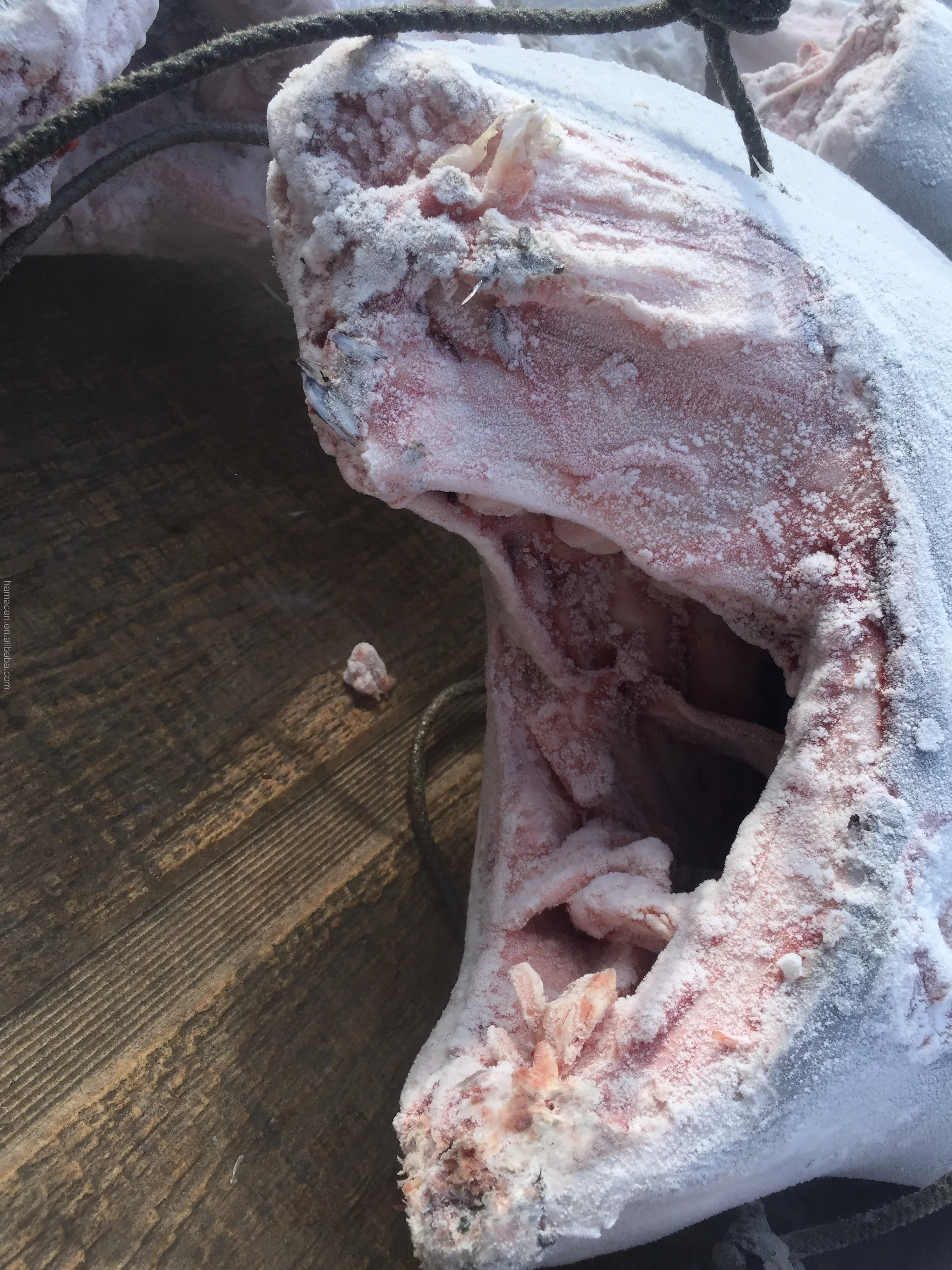 _Blue marlin_010.jpg