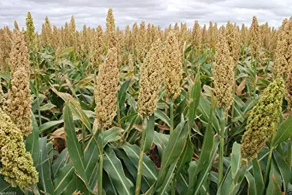 white sorghum2.jpg