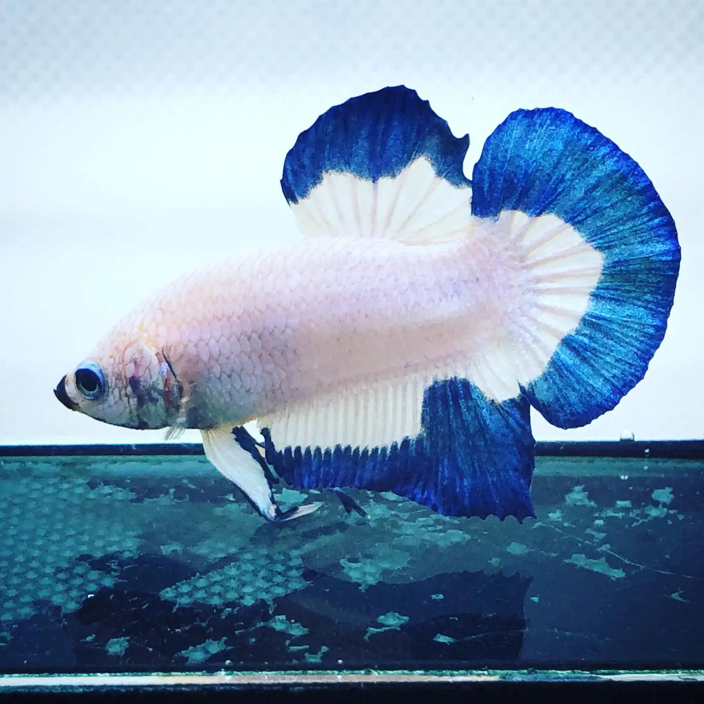 Blue Rim Betta Fish Hmpk - Thailand Betta Fish Live Male Female Siamese