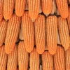 Biggest Maize Harvester In India - Friendz Trading : The Yellow Corn Supplier and