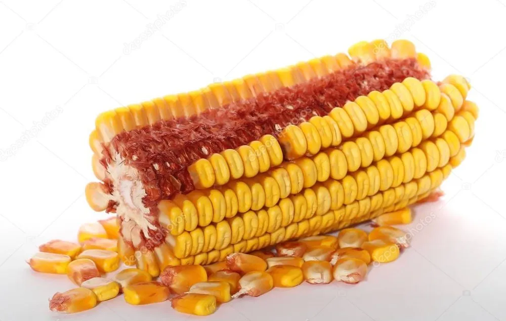 kernel corn organic from vietnam // ms.jessica