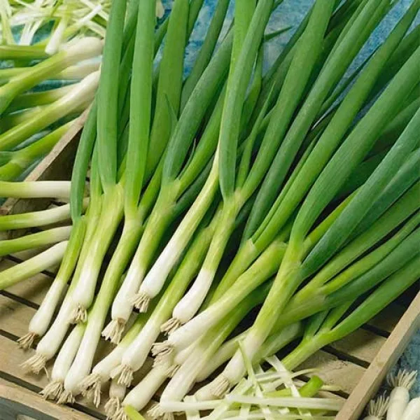 Wholesale Fresh Scallions/fresh Green Scallions - Buy Bulk Fresh ...