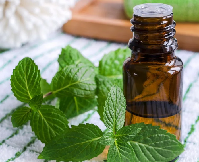high quality natural peppermint essential oil for skin care